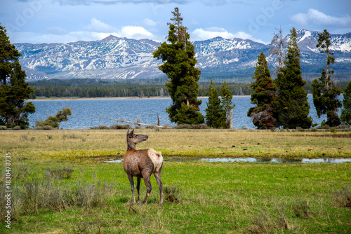 Elk in meadow by Yellowstone Lake with mountain backdrop