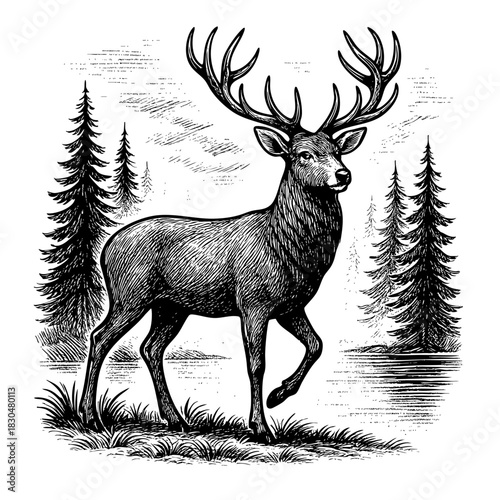 Black and White Illustration of Deer by Water with Pines