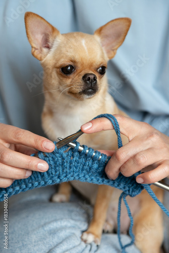 Chihuahua Sitting Calmly While Owner Knits. A woman knit with knitting needles,closeup shot