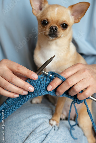 Little Dog Observing Knitting Process. A woman knit with knitting needles,closeup shot
