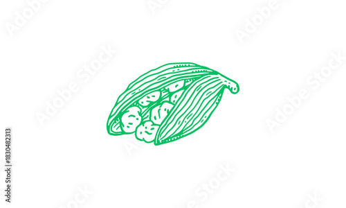 Elegant hand-drawn green cardamom pod illustration, highlighting its open form and flavorful seeds, an essential graphic for culinary spice designs and natural food concepts