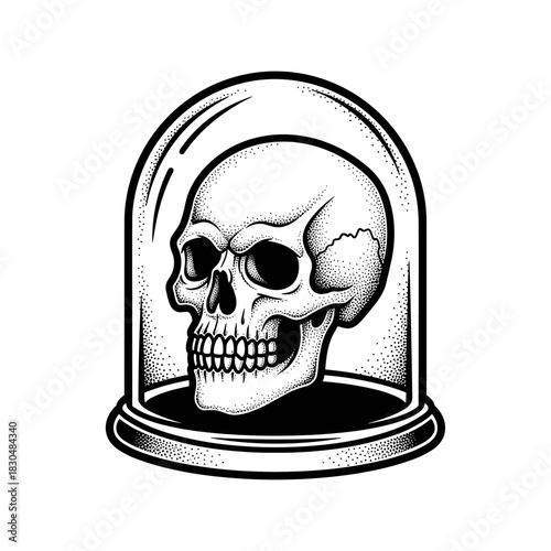 A detailed illustration of a human skull encased in a glass dome.