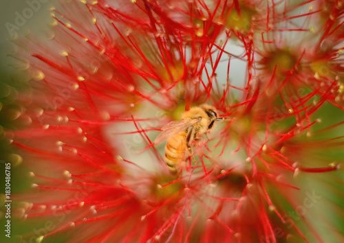 Honey bee collecting nectar from Pohutukawa flowers. New Zealand Christmas tree.