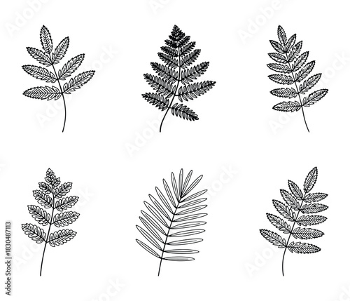 Detailed vector illustration of a single green plant leaf with intricate veins and a smooth organic outline suitable for botanical or nature themed designs