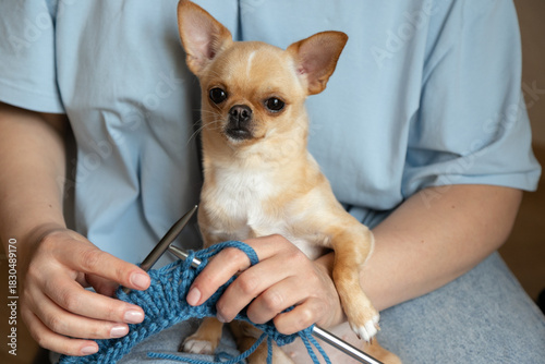 Owner Knitting With Dog Sitting Nearby. A woman knit with knitting needles,closeup shot