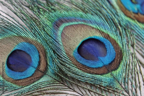 Stunning peacock feathers are displayed up close, highlighting their vibrant iridescent colors and detailed, captivating eye patterns from nature.