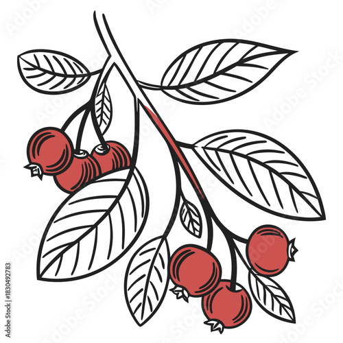red huckleberry with leaves