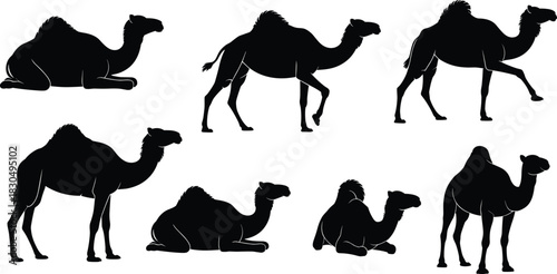 Authentic Camel Silhouette Vector Collection: Desert Animal Standing, Walking, and Sitting Poses for Travel and Wildlife Design