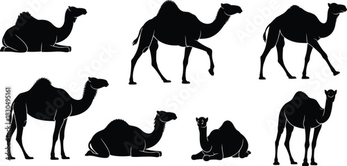 Camel Silhouette Vector Set: