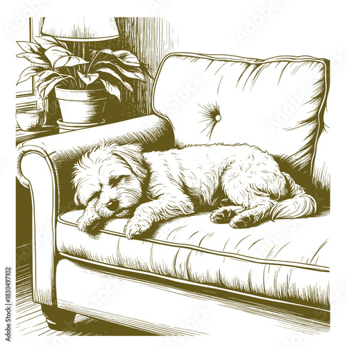 Maltese lapdog sleeps on a soft sofa in the room. Vector illustration. Indoor small dog, isolated on a white background.49