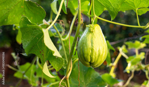 Chayote plant in the garden. Close-up chayote (sechium edule) on tree. Chayote is a type of vegetable called Labu Siam in Indonesia. Chayote ready harvest in garden.