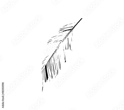 abstract black and white background, leaf vector