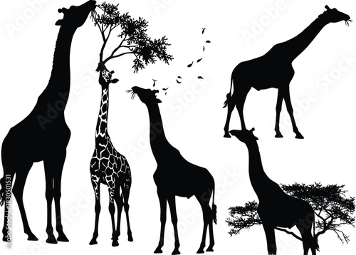 Giraffe silhouette, feeding behavior, tree interaction, wildlife scene, nature illustration, animal posture, black figure, white background, graceful movement, habitat concept