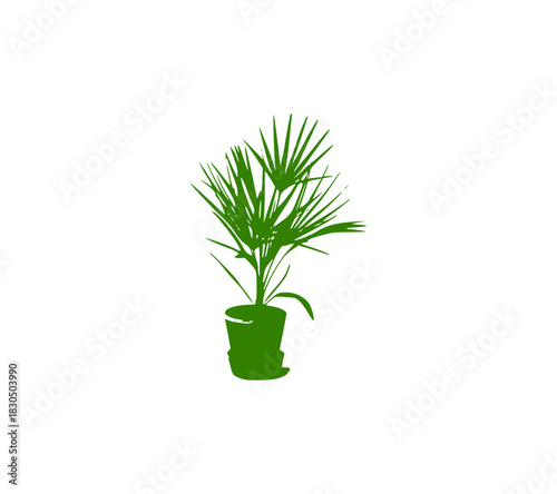 plant in a pot, palm in a pot