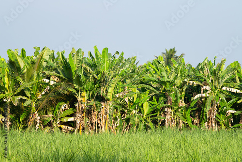 Banana plantation and rice field, agriculture and landscape around Hampi, South India