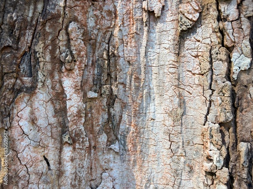 Close-up of textured tree bark surface.