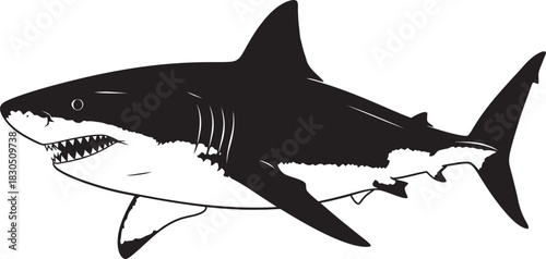 shark vector illustration