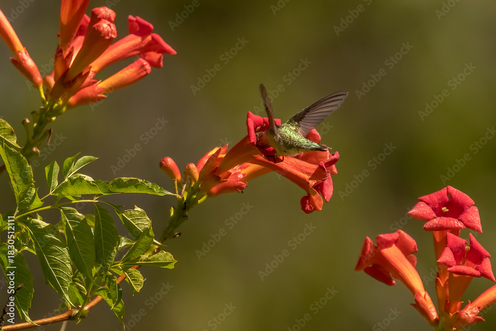 Fototapeta premium Female Ruby-throated Hummingbird drinks nectar from a trumpet flower