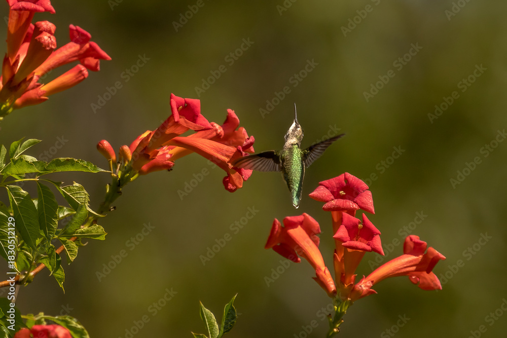 Fototapeta premium Female Ruby-throated Hummingbird flies between trumpet flowers