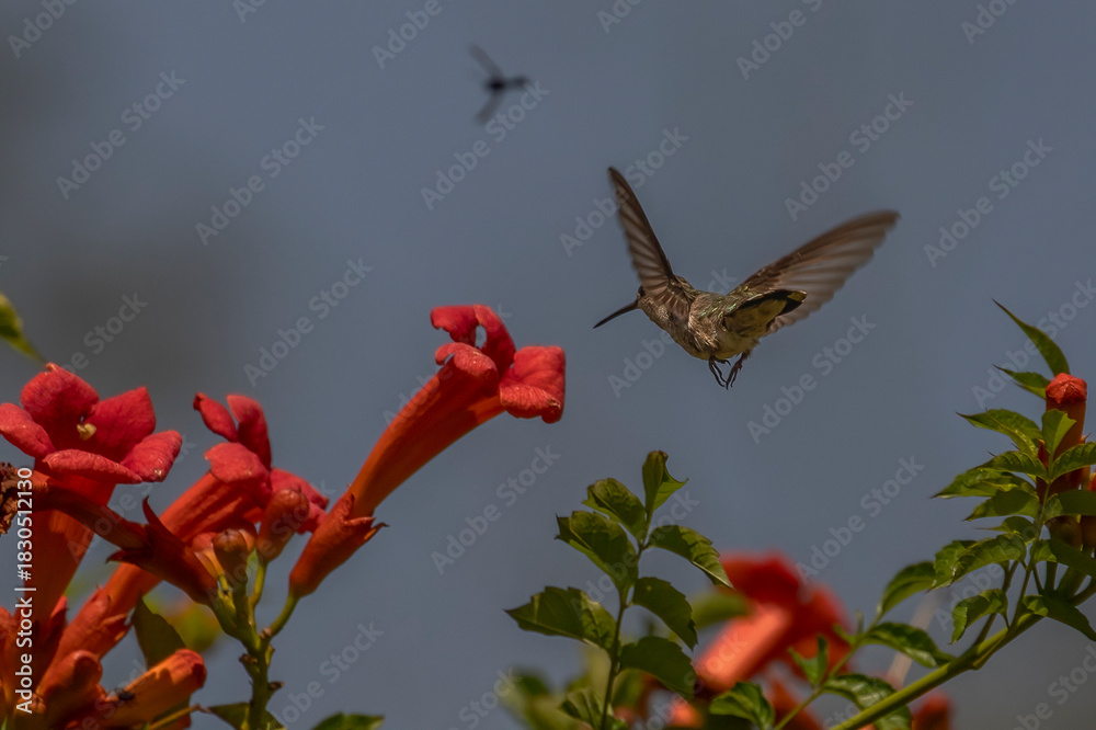 Obraz premium Female Ruby-throated Hummingbird hovers in a garden of trumpet flowers