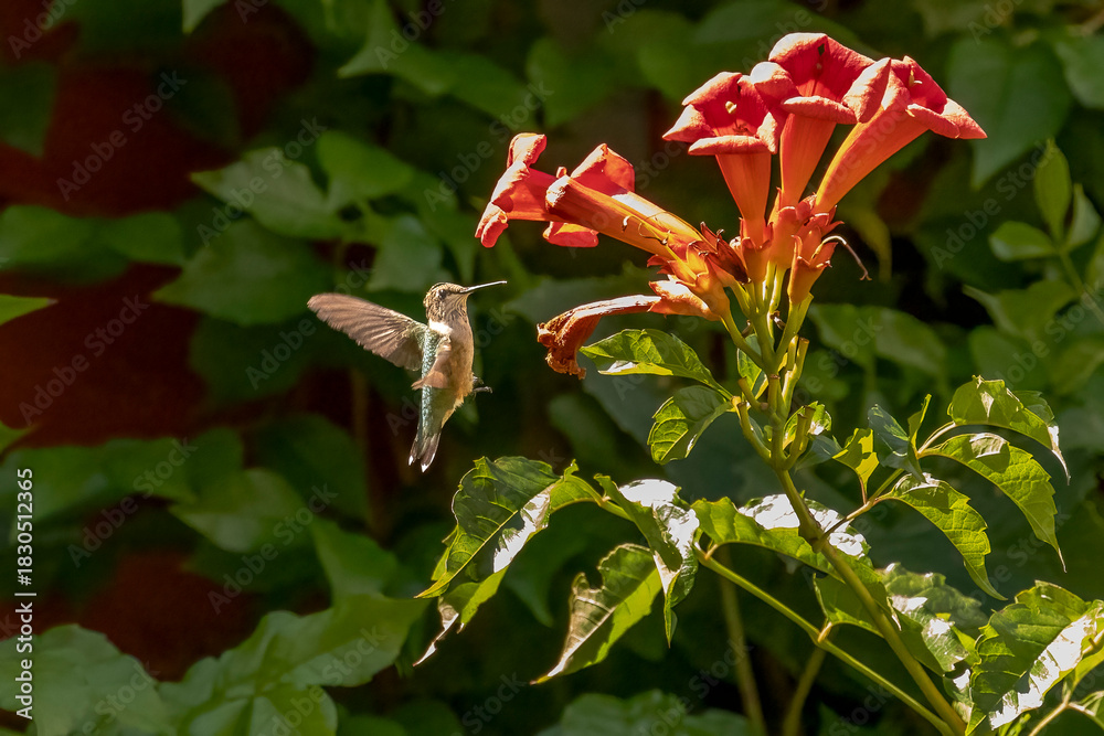 Obraz premium Female Ruby-throated Hummingbird checks out a trumpet flower for nectar