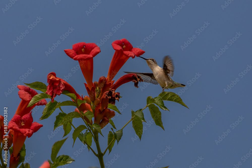 Obraz premium Female Ruby-throated Hummingbird checks out a trumpet flower for nectar