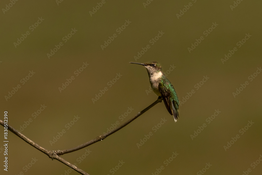 Fototapeta premium Female Ruby-throated Hummingbird poses while perched on a twig