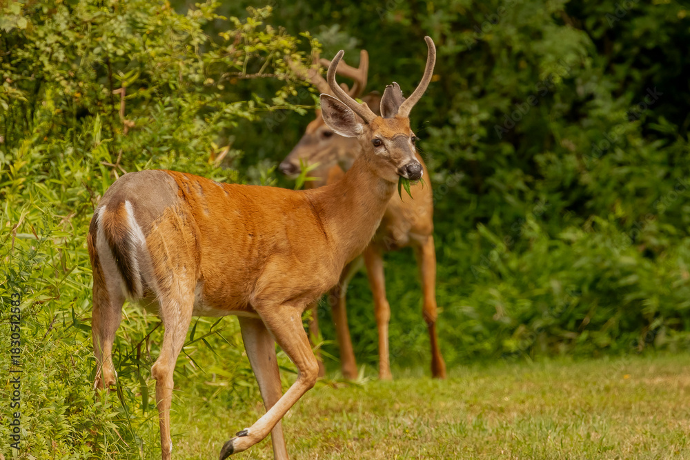 Naklejka premium White-tailed bucks standing in the field of a farm in the Delaware Water Gap Naional Recreation Area