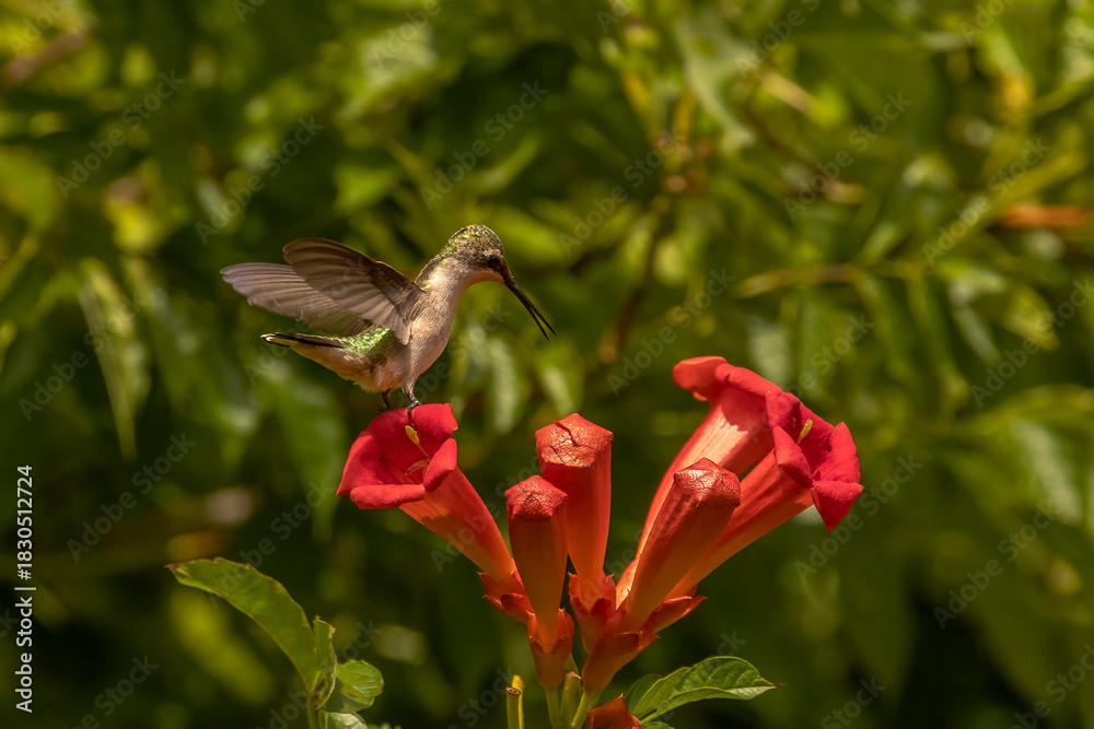 Obraz premium Female Ruby-throated Hummingbird lands on the petal of a trumpet flower