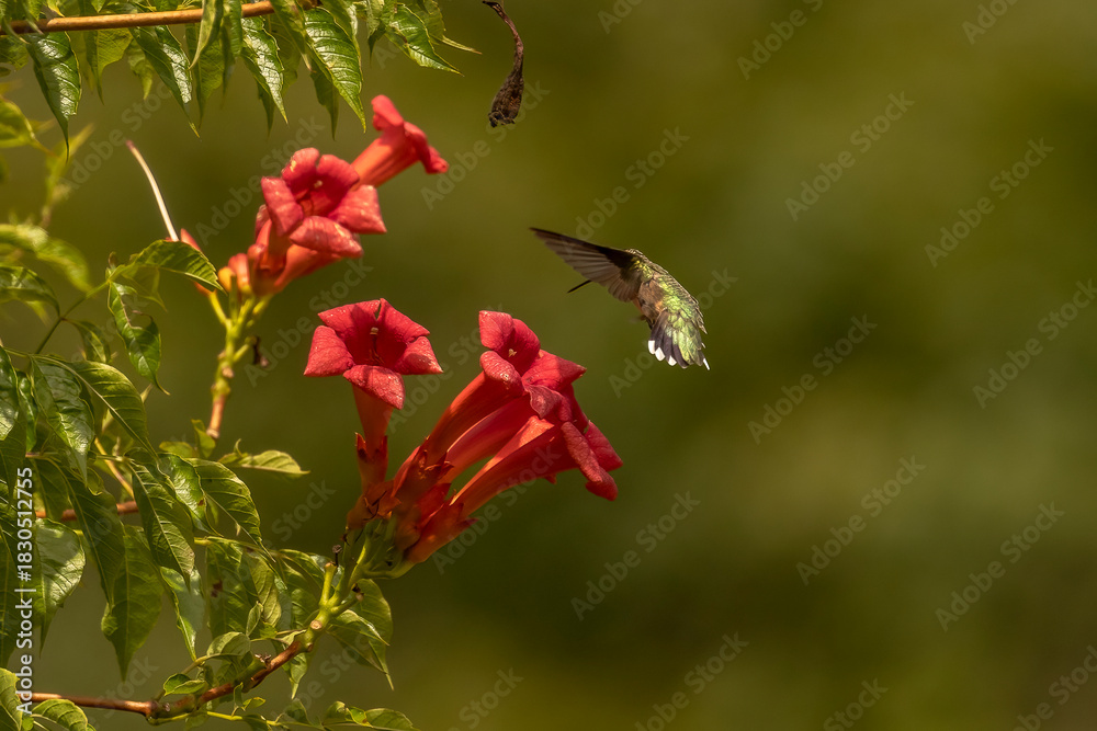 Obraz premium Female Ruby-throated Hummingbird hovers over a trumpet flower