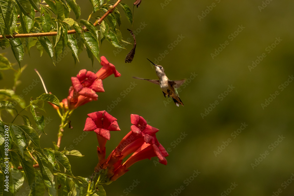 Obraz premium Female Ruby-throated Hummingbird flies over a trumpet flowers