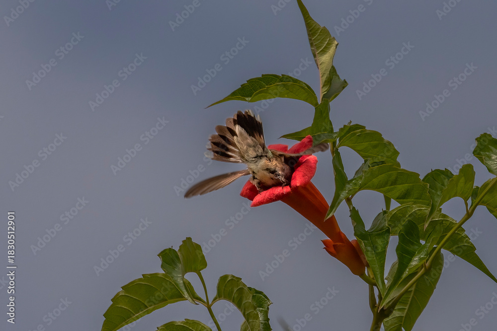 Fototapeta premium Female Ruby-throated Hummingbird drinks nectar from a trumpet flower