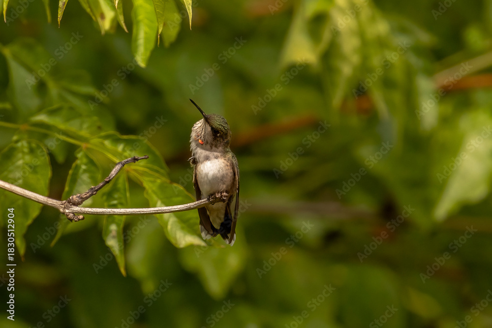 Obraz premium Juvenile male Ruby-throated Hummingbird poses while perched on a twig