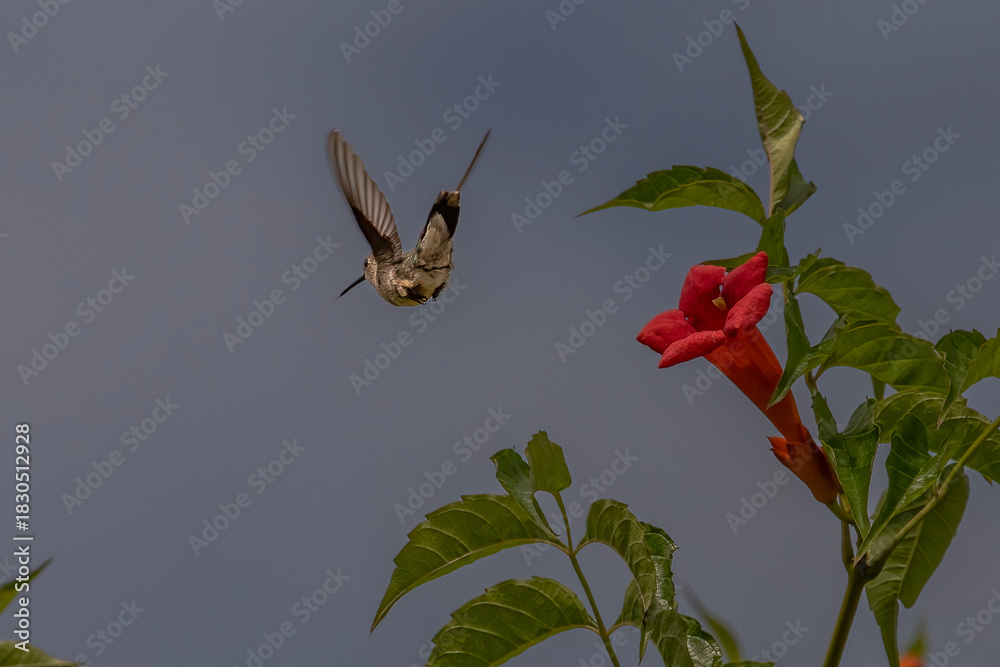 Fototapeta premium Female Ruby-throated Hummingbird flies past trumpet flowers