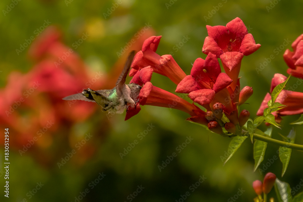 Fototapeta premium Female Ruby-throated Hummingbird drinks nectar from a trumpet flower