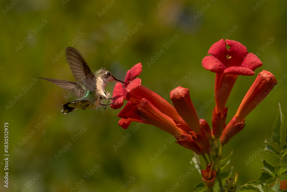 Obraz premium Female Ruby-throated Hummingbird checks out a trumpet flower for nectar