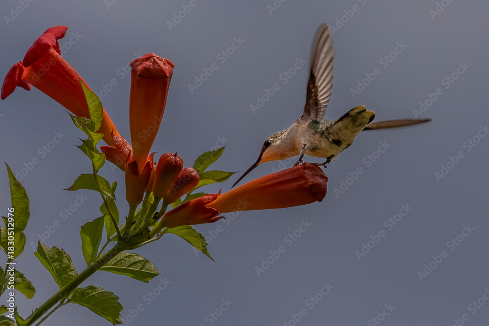Obraz premium Female Ruby-throated Hummingbird checks out a trumpet flower for nectar