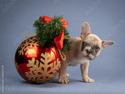 Cute French Bulldog puppy peeking out from behind a big Christmas toy