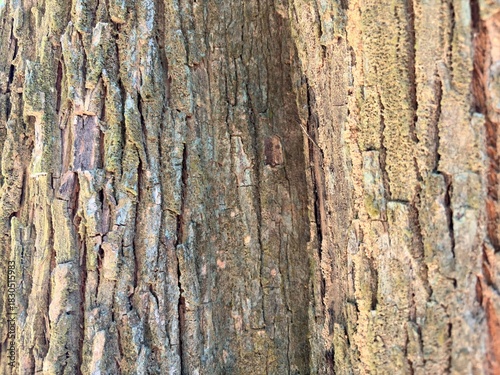 Textured bark of a tree in natural environment.