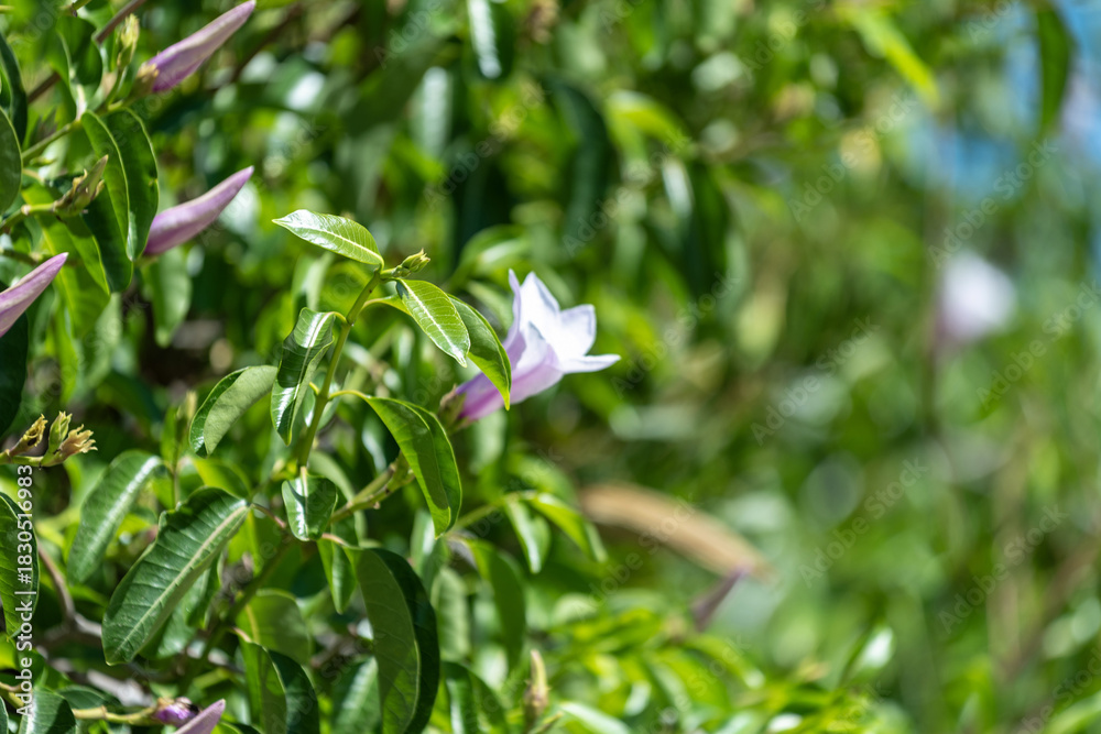 Obraz premium Fleurs tropicales dans un jardin en Namibie