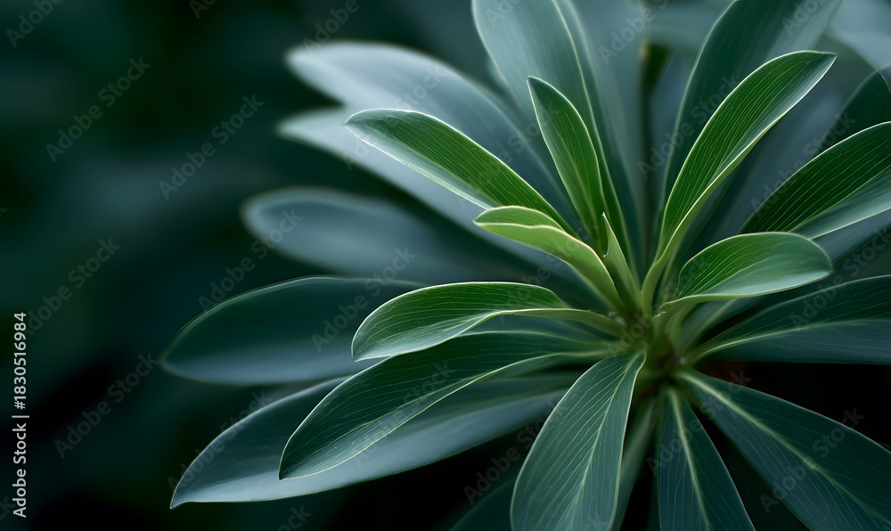 Fototapeta premium A beautiful moisturized plant close up, light peaks trought and it look realistic, dark green