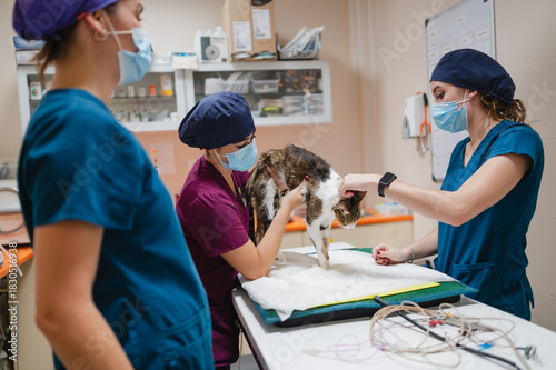 Φωτογραφία Veterinary team examining cat during health check-up