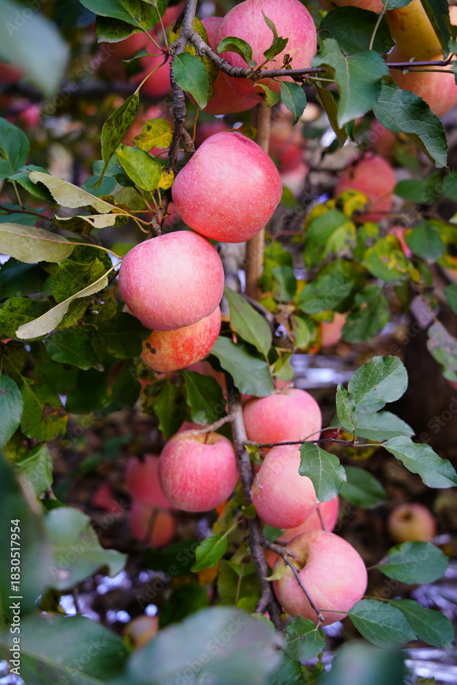 Obraz premium Branch of apple tree with many ripe red apples