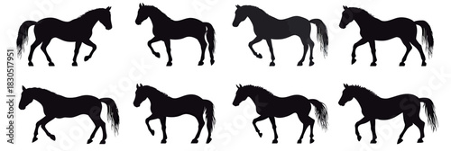 Set of eight black horse silhouettes in various walking, trotting, and standing poses isolated on white background minimal flat vector design illustration animal shapes collection