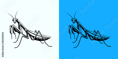 Praying Mantis Illustrations Nature's Hunter in Two Artistic Styles