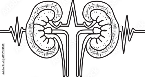 Kidney health symbol with heartbeat line art for medical design