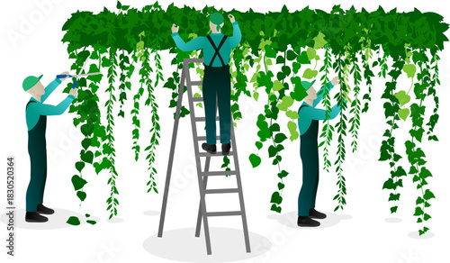 Urban planting and landscaping concept. Workers pruning, trimming and caring of hanging vines.