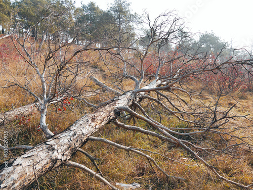 Fallen dead trees in an Autumn forest