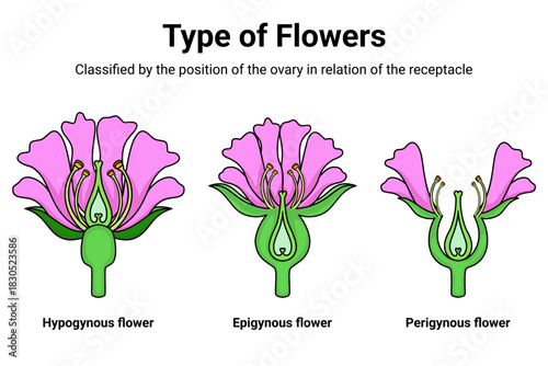 Type of flowers classified by position of ovary 