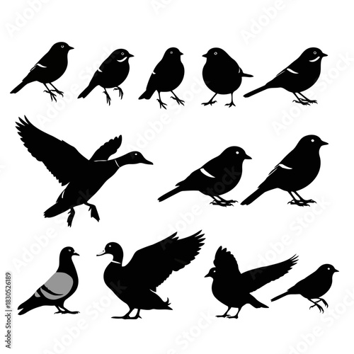 Black silhouette illustrations of various birds in different poses and styles isolated on